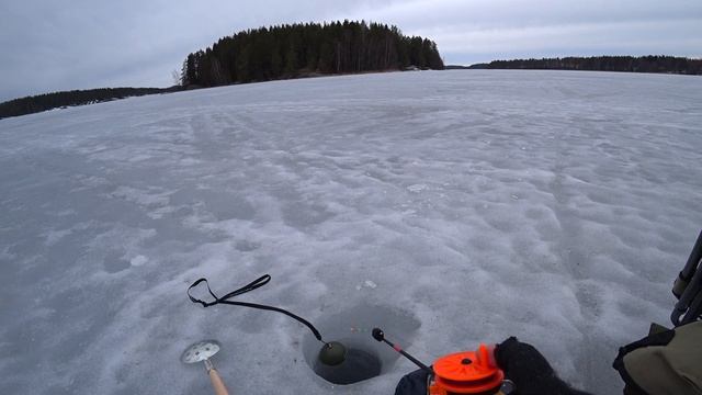 Лещ на мормышку в конце сезона. Последний лёд 2021.