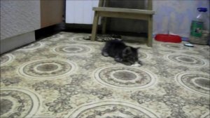 Муська и бумажный самолетик