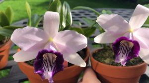 Laelia dayana var coerulea. Bзлёты и падения. Уход