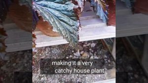 begonia black magic 101