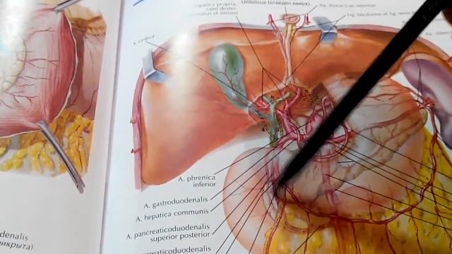 3 19 Непарные ветви брюшной части смотреть онлайн