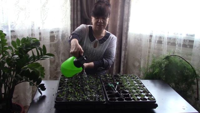 Выращивание пирамидального колокольчика из семян. mp4 смотреть онлайн