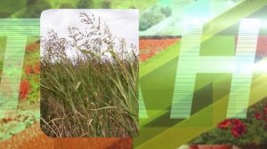 СУДАНСКАЯ ТРАВА НА ЮЖНЫХ ПОЛЯХ mp4