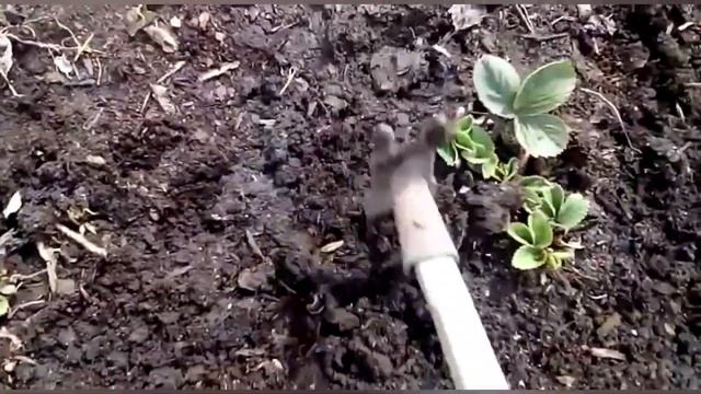 Как восстановить клубнику после зимних морозов? смотреть онлайн