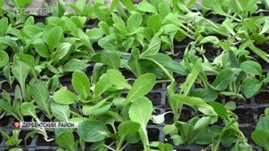 Фермеры Дагестана выращивают овощи на площади около 42 тыс. га