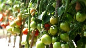 Скрутились листья томатов срочно сделайте это! Уход за томатами!