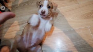 Питбуль Спайк vs ребёнок. Щенок питбуля кусает  всё и всех... ЛАЙВ ВИДЕО