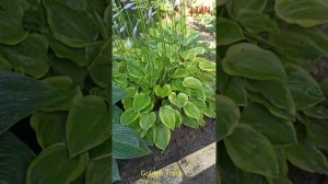 хоста Golden Tiara