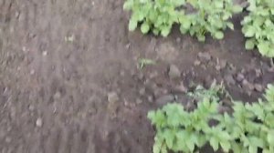 Второе окучивание картошки мотоблоком Вейма