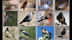 Окружающий мир 1 класс ч.1, тема урока "Кто такие птицы", с.36-37, Школа России