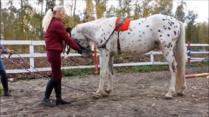 Дрессировка лошадей. Практические уроки. Трапеция, шпагат.