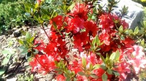 Азалии в саду