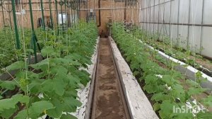 ПУСТОЦВЕТ ОГУРЦА. Что это такое и как с ним бороться без применения химии.