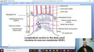 Anatomy GIT Module in English ( Anal canal , part 1) ,  by Dr, Wahdan