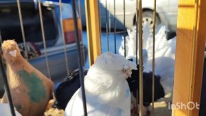 Ярмарка голубей в Воронеже 19.03.22г.