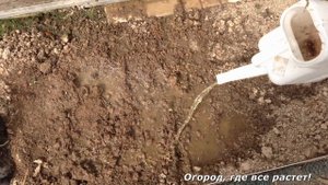 141. Редиска. Удачный способ посадки и ухода