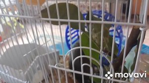 Чем кормить белку дегу? Новая клетка шушика.