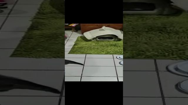 МАНЧКИН КОТЕНОК ПЕРВЫЕ МИНУТЫ В НОВОМ ДОМЕ.
