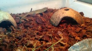 Новый БОЛЬШОЙ террариум  для ящериц,как и обещали