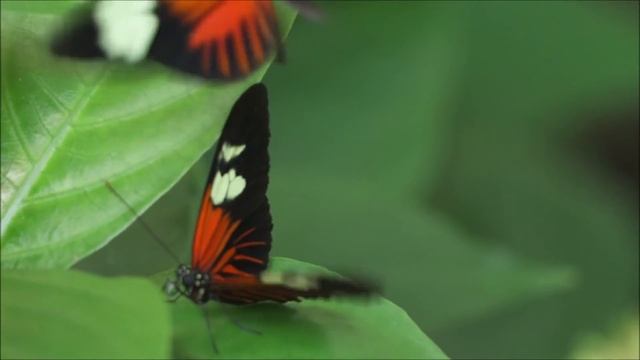963Hz Tranquility Music For Self Healing & Mindfulness - Light Music For Harmony & Mindfulness