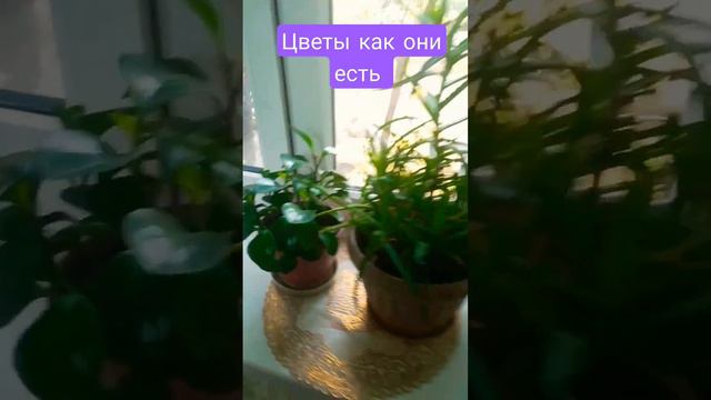 Цветы2 #цветы #цветыдлядома #алоэ #алоэвера #цветок #растения #комнатныерастения #комнатныецветы