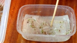 ?? Проверяю семена моркови на всхожесть перед посевом