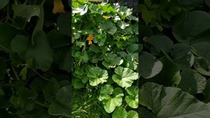 Выращивание тыквы коротко: посадка, подкормки, прищипка, болезни и вредители