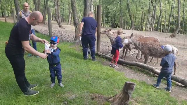 Ваня приехал в парк покормить животных смотреть онлайн