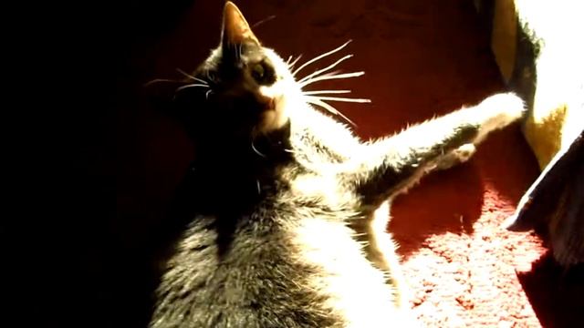 Canon PowerShot SX130 IS video of Kitty playing смотреть онлайн