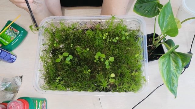 Антуриум размножение семена