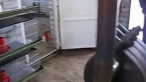 клетки для цыплят