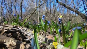 Спортивное ориентирование "Кубок Дона"