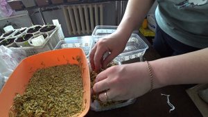 Как вырастить травку для животных?