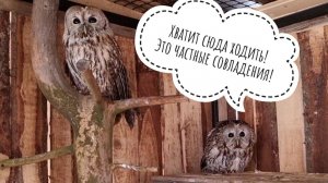 Окошко у сычиков, смотрим неясытей, спасаем поползня. Снова наводим суету в Совином доле