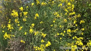 Красивая Природа под Музыку | Красивые Желтые Цветы | ОТДОХНИ