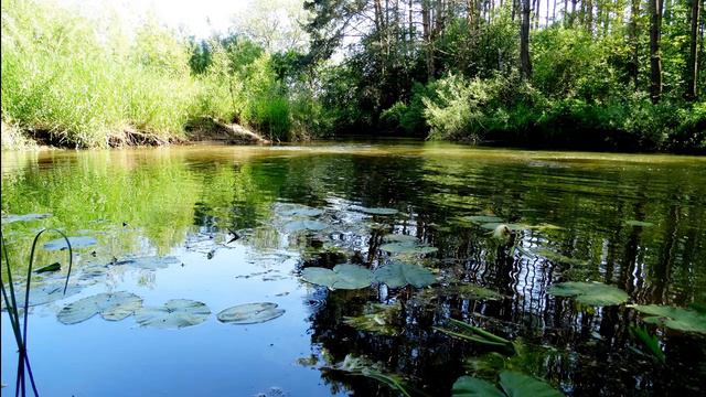 Расслабляющее пение птиц у пруда для отдыха и сна. Звуки природы для сна. Релакс 3 часа