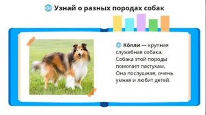 Породы кошек и собак