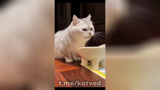 Видеонарезка "Смешные кошки   домашние циркачи"