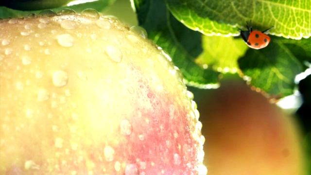 Реклама_Сады Придонья_Сок смотреть онлайн