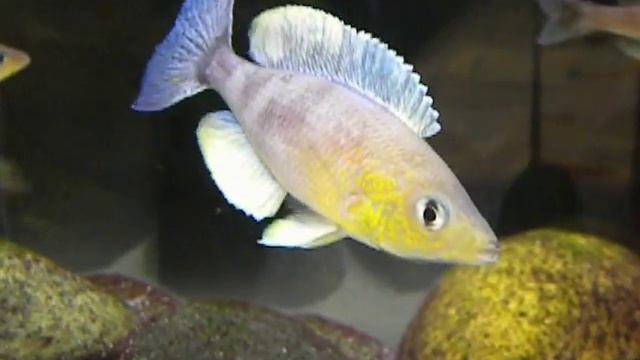 Cyprichromis leptosoma jumbo kigoma смотреть онлайн