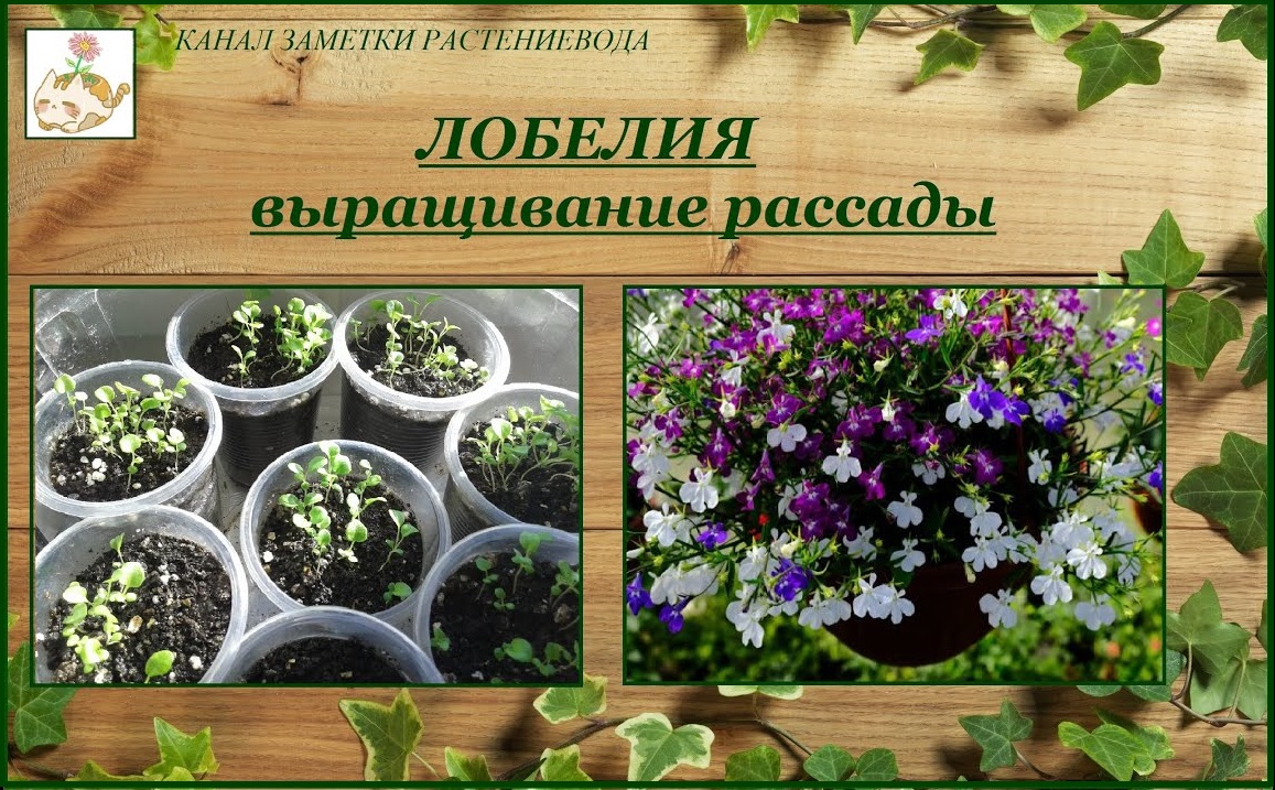 Лобелия выращивание из семян от посева до цветения