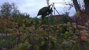 Посадка колоновидной черешни