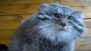 Кот Манул злится