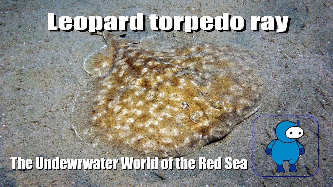Индо-тихоокеанский электрический скат. Leopard torpedo ray смотреть онлайн