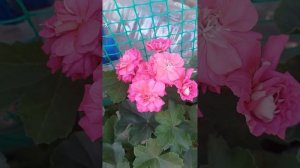 Пеларгония ЮГ Нечаянная радость.           11 сентября 2023 г.