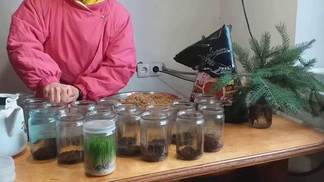 Быстрое проращивание пшеницы