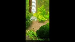 Уборка в моём 300 литровом аквариуме в августе 2021 года