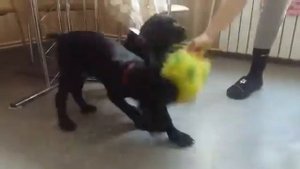 Щенки кане корсо, 2,5 месяца