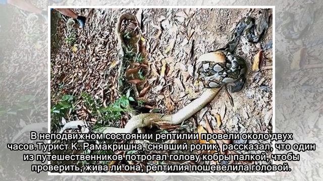 Схватка кобры и питона попала на видео смотреть онлайн