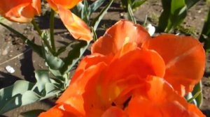 Махровый тюльпан Monte Orange.